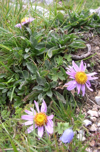 Aster alpinus