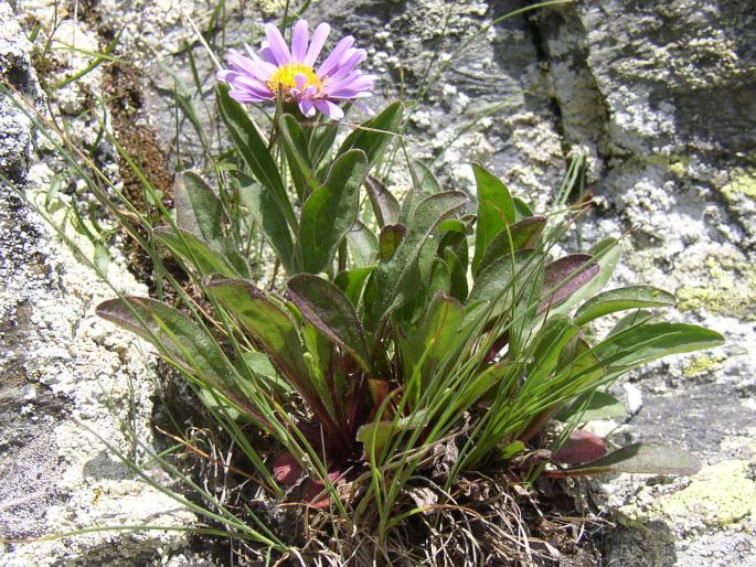 Aster alpinus