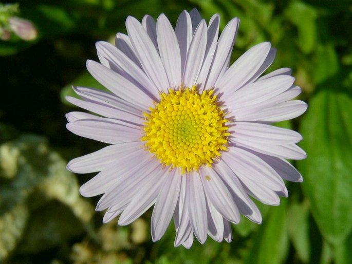 ASTER ALPINUS L. – hvězdnice alpská / astra alpínska