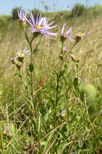 Aster amellus subsp. bessarabicus