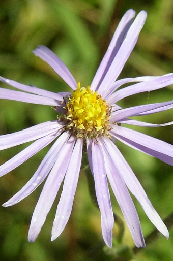 Aster amellus subsp. bessarabicus