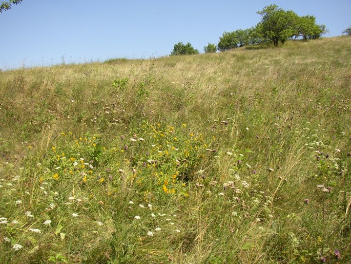 Aster amellus subsp. bessarabicus