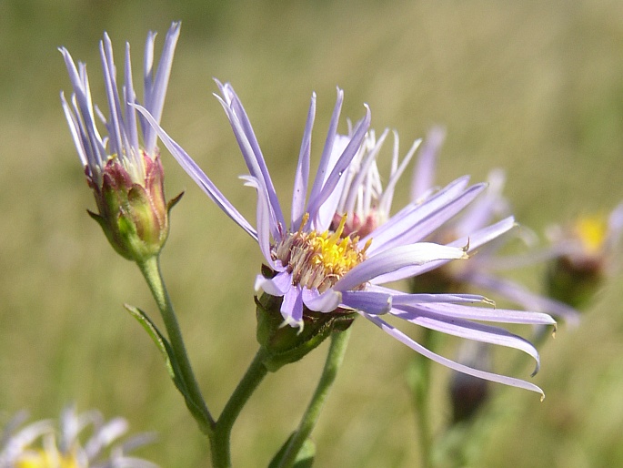 ASTER AMELLUS subsp. BESSARABICUS (Bernh. ex Rchb.) Soó – hvězdnice chlumní velkoúborná / astra