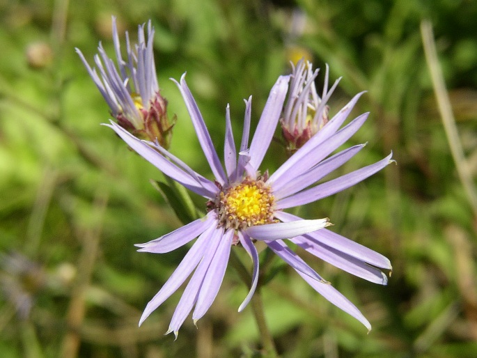 Aster amellus subsp. bessarabicus