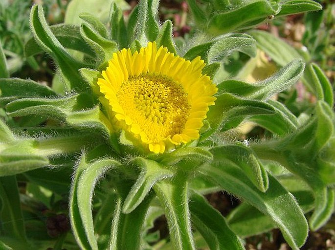 ASTERISCUS AQUATICUS (L.) Less. - hvězdička