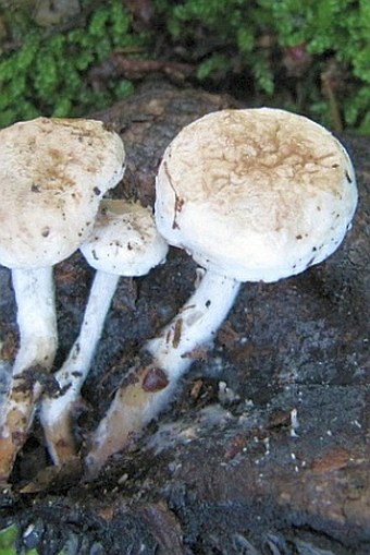 Asterophora lycoperdoides