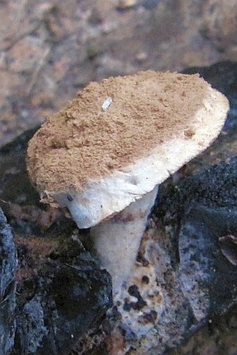 Asterophora lycoperdoides