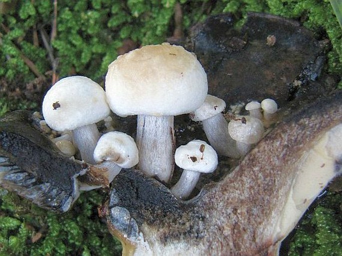 ASTEROPHORA LYCOPERDOIDES (Bull.) Ditmar - rovetka pýchavkovitá / príživnica prášnicovitá