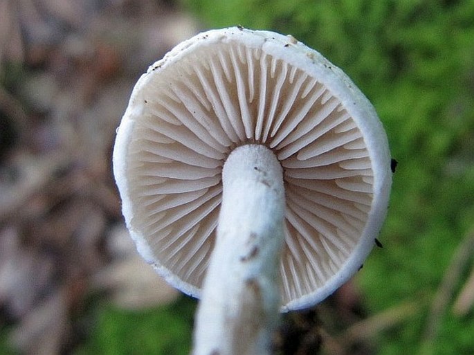 Asterophora lycoperdoides