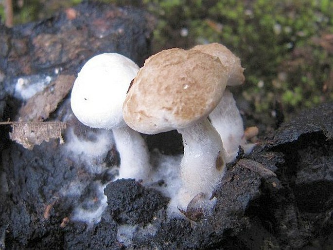 Asterophora lycoperdoides