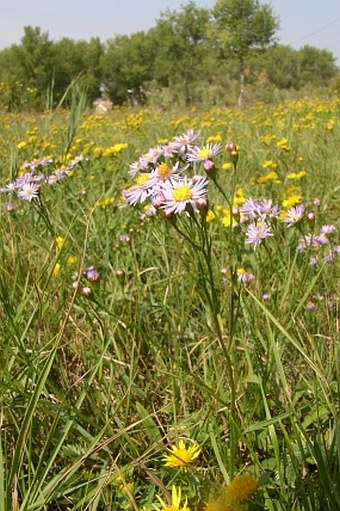 TRIPOLIUM PANNONICUM (Jacq.) Dobrocz. – hvězdnička panonská ...