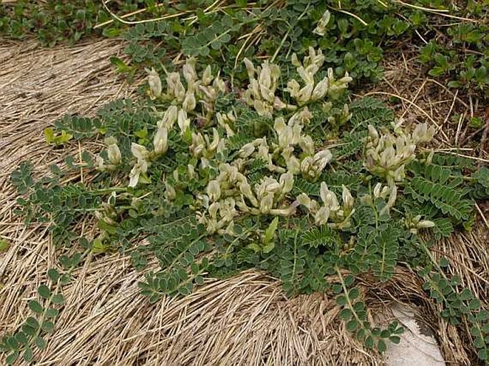 Astragalus depressus