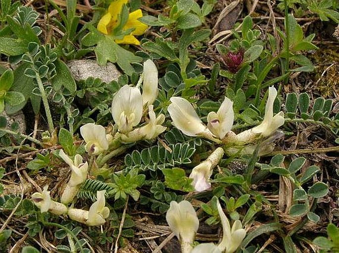 Astragalus depressus