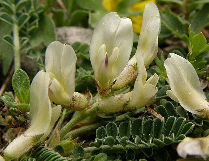 Astragalus depressus