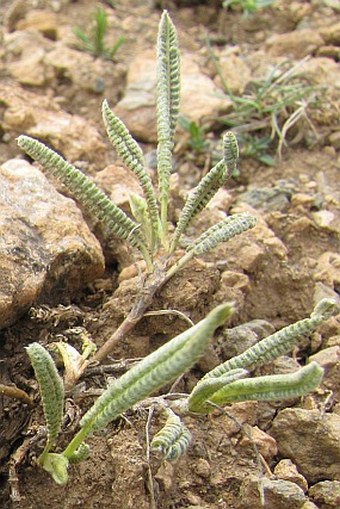 Astragalus eriophyllus