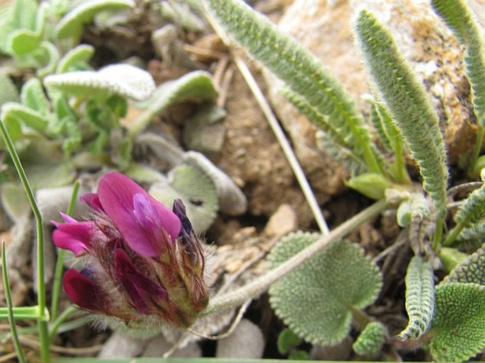 Astragalus eriophyllus