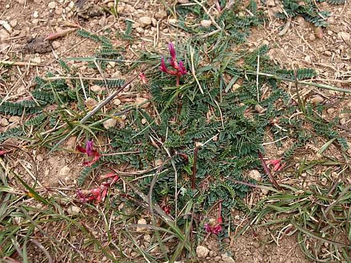 Astragalus monspessulanus subsp. illyricus