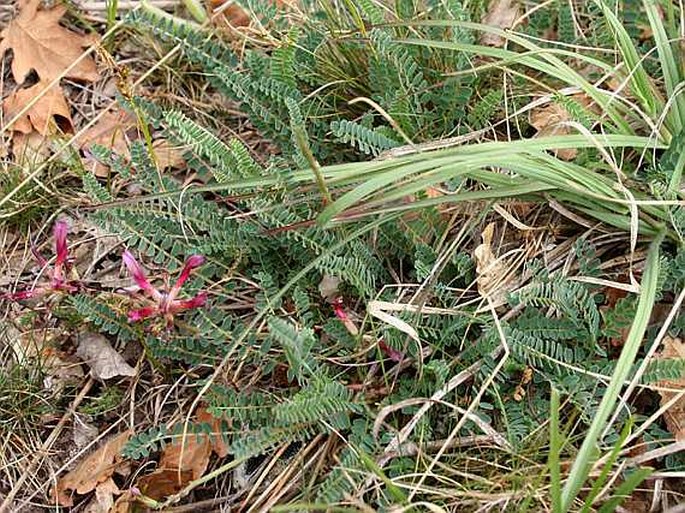 Astragalus monspessulanus subsp. illyricus