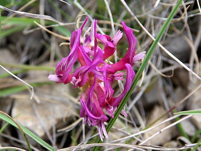 Astragalus monspessulanus subsp. illyricus