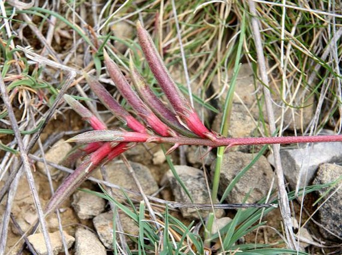 Astragalus monspessulanus subsp. illyricus