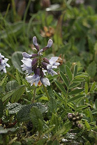 Astragalus norvegicus