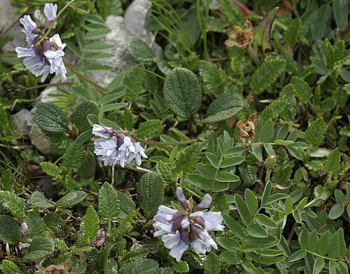 Astragalus norvegicus