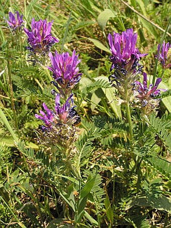 Astragalus onobrychis