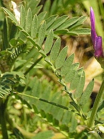 Astragalus onobrychis