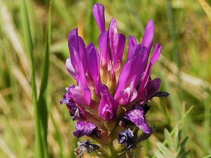 Astragalus onobrychis