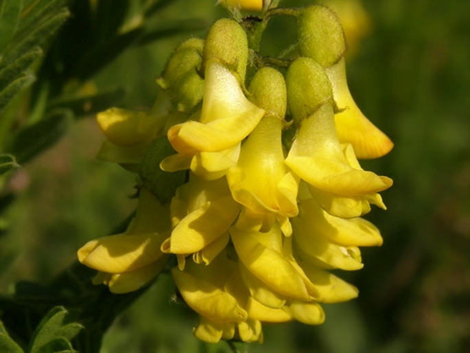 Astragalus penduliflorus