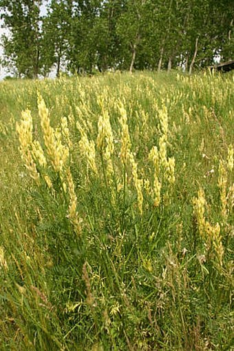 Astragalus asper