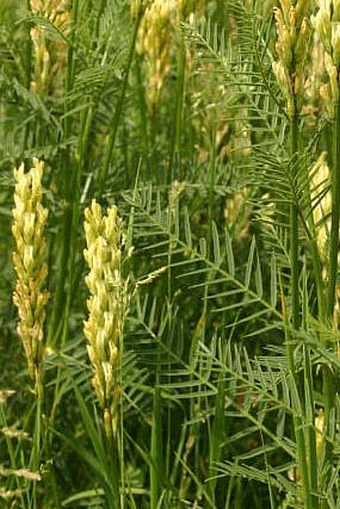 Astragalus asper