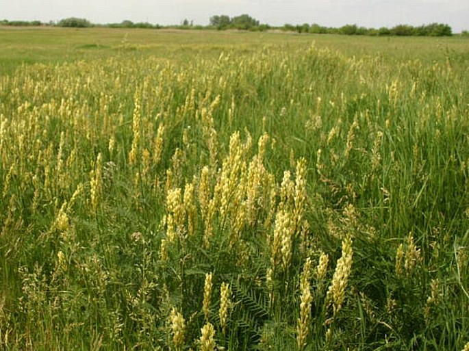 Astragalus asper