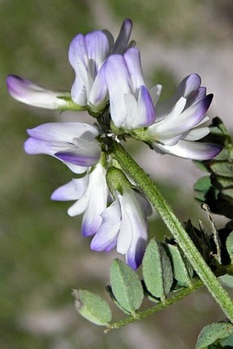 Astragalus alpinus