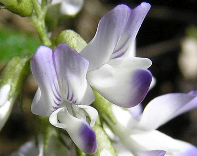 Astragalus alpinus