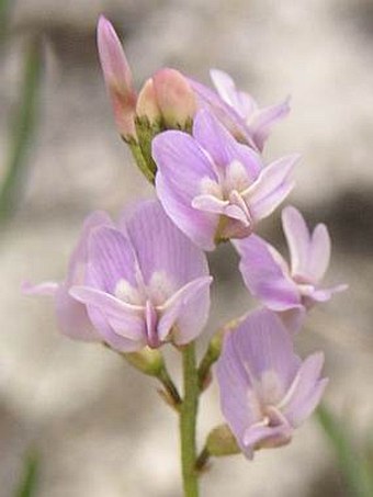 Astragalus austriacus