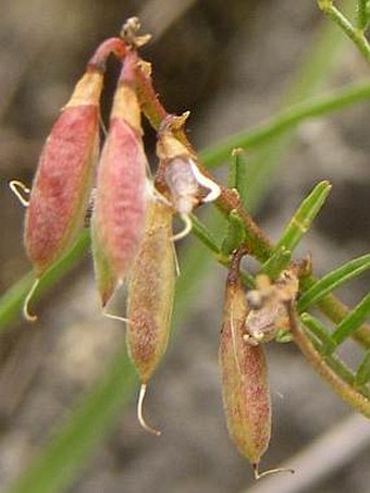 Astragalus austriacus