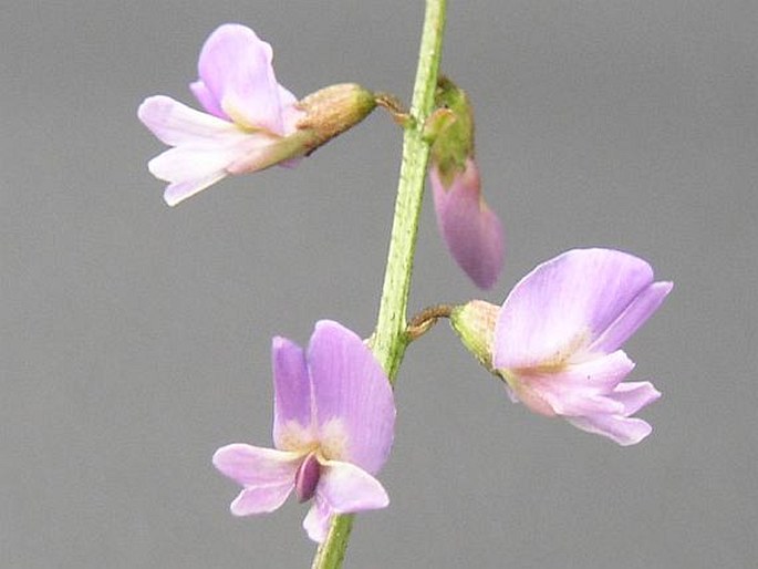 Astragalus austriacus