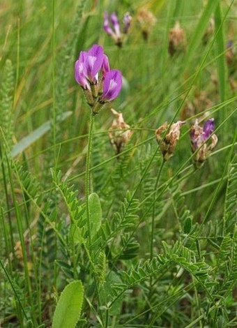 Astragalus danicus