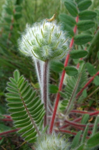 Astragalus dasyanthus