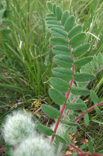 Astragalus dasyanthus