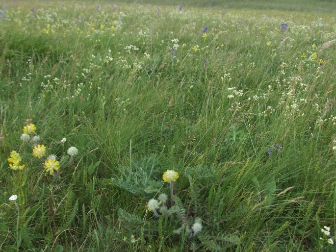 Astragalus dasyanthus