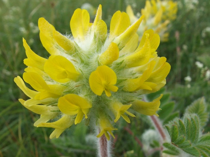 Astragalus dasyanthus