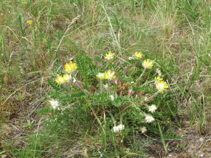 Astragalus dasyanthus