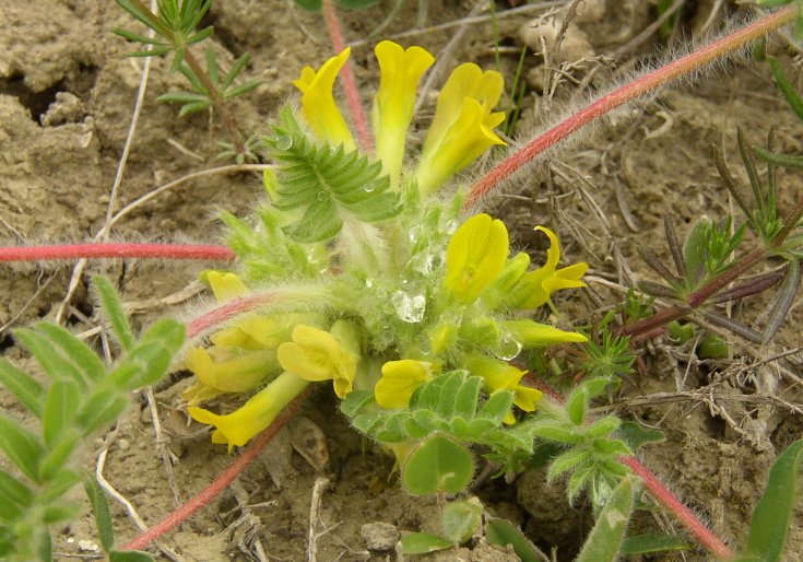 Astragalus exscapus