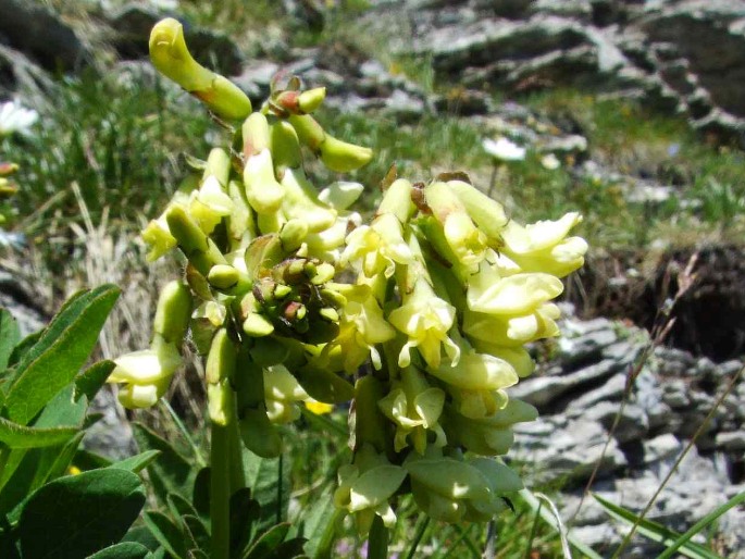 Astragalus frigidus