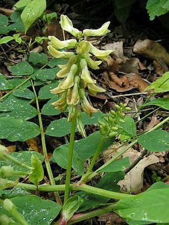 Astragalus glycyphyllos