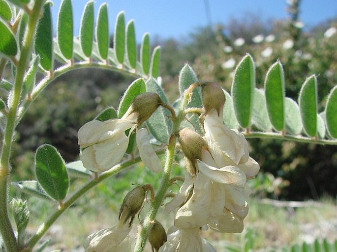 Erophaca baetica subsp. orientalis