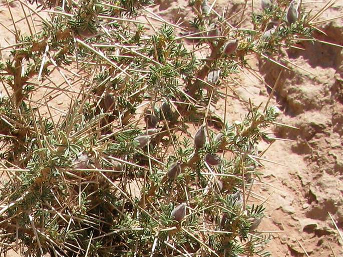 Astragalus spinosus