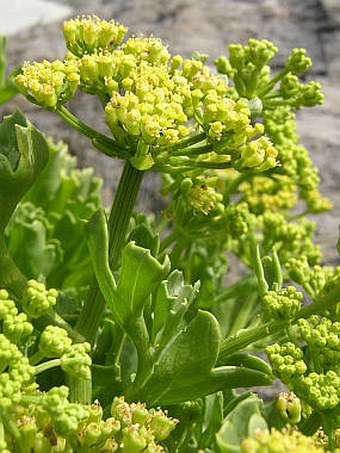 Astydamia latifolia